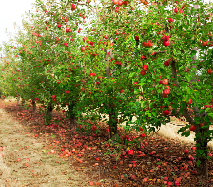 apple tree